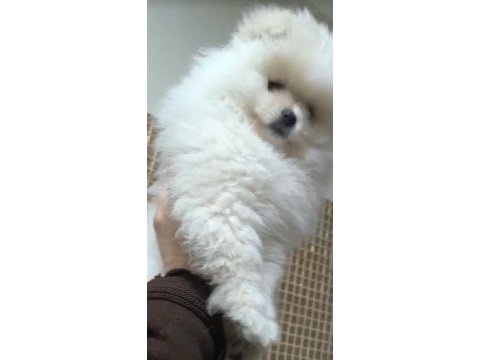 Pomeranian boo sevimli bebekler
