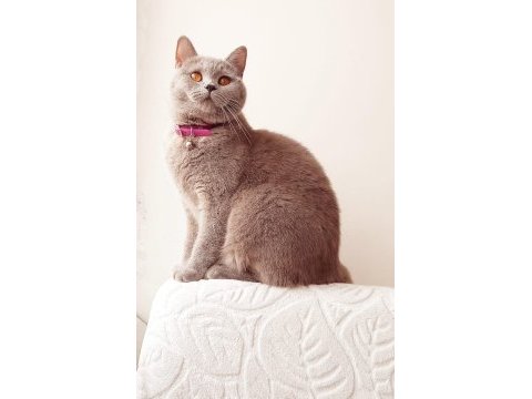 8 aylık british shorthair dişi tuvalet eğitimi vardır
