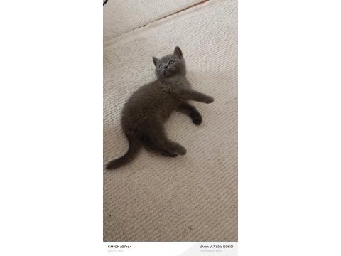 Erkek british shorthair