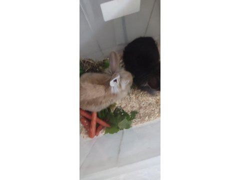 Tavşanlarımı veriyorum