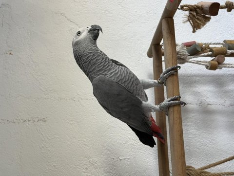 İnsan gibi konuşan jako