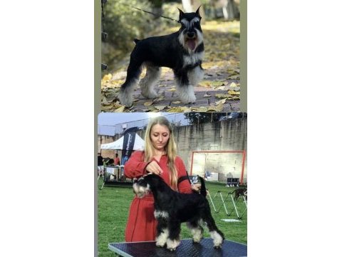 Fcı pedigreeli miniature schnauzer yavruları
