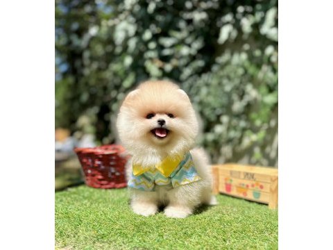 Pomeranian boo ultra mini ayi surat yavrular