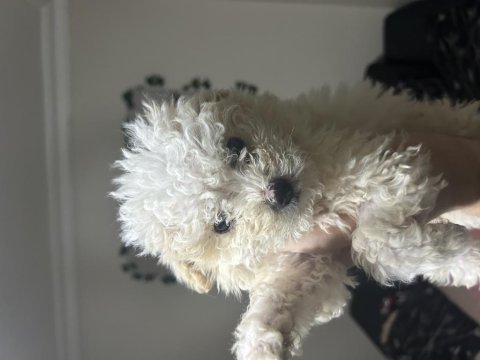 A kalite maltipoo yavrular