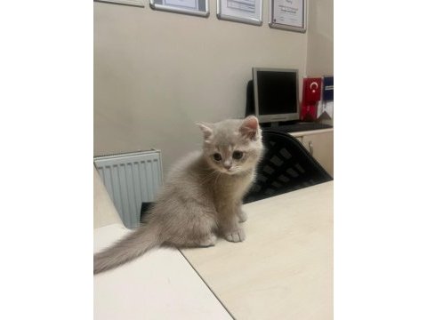 2 aylık british shorthair