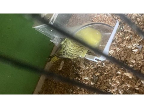 2 adet erkek jumbo 45 ve 35 günlük renk güzelleri kuşlar