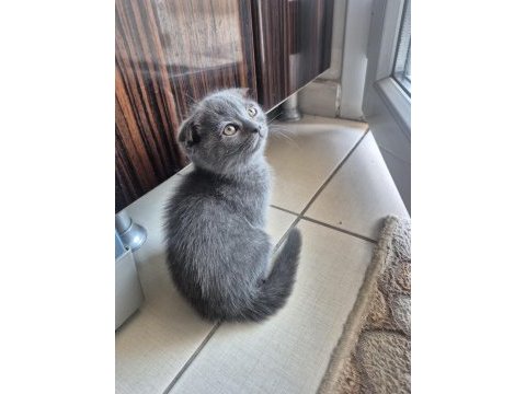 Scottish fold yavrumuz