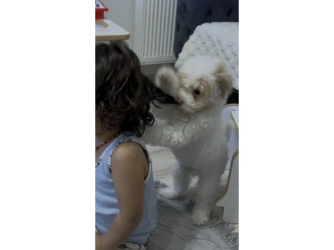 Toy poodle dişi
