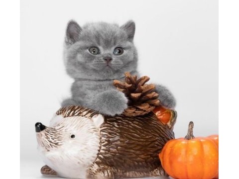 British shorthair 2,5 aylık kedisi
