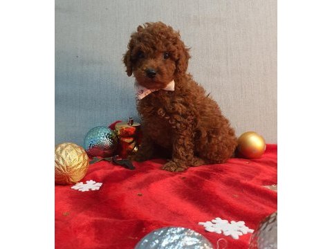 Irk ve sağlık garantili orijinal anne altından poodle