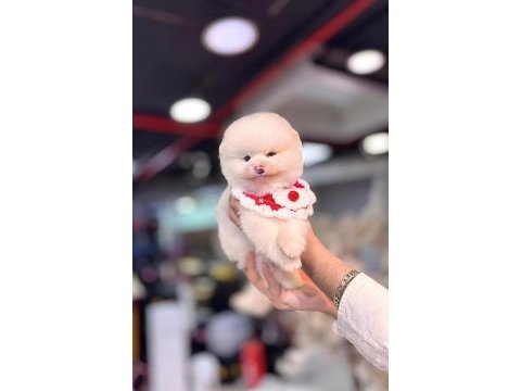 Yurt dışı giriş konya içi elden teslim pomeranian yavrular