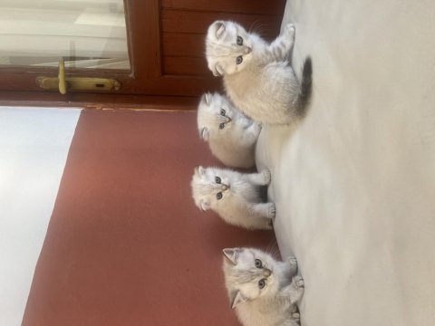 Scottish fold yavruları