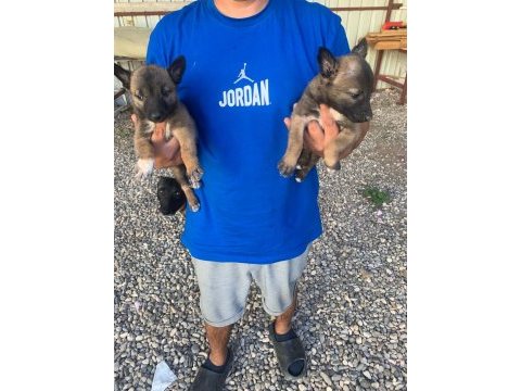 Süper malinois yavrularımız anne baba şampiyon