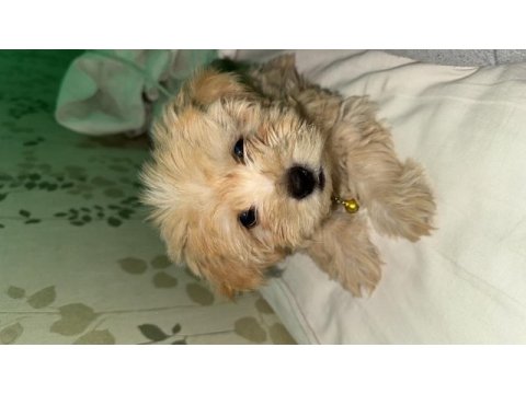 En uygun maltipoo