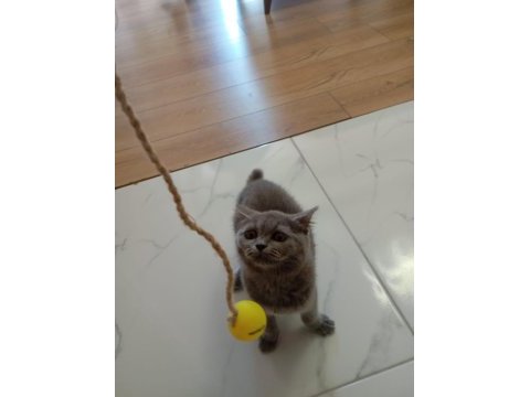 2 aylık küçük patı minik eller british longhair
