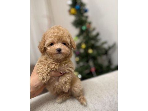 Lokum bebek maltipoo