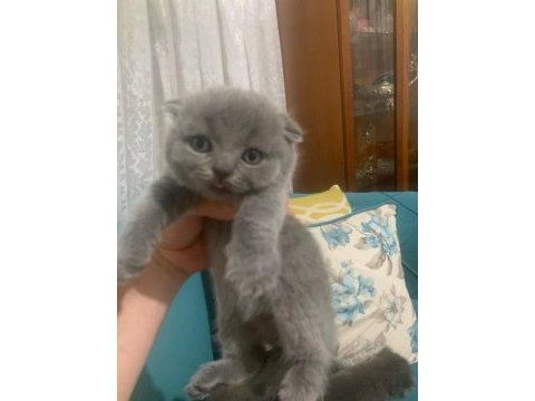 Bristh shorthair ve scotih fold yavrularimiz