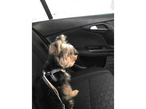 Eğitimli yorkshire terrier