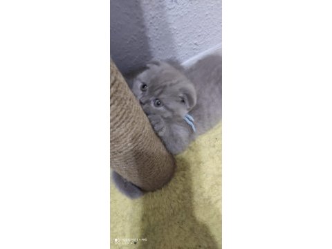 Güzel scottish fold