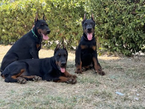 Üst düzey european doberman yavrular