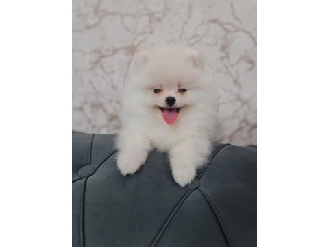 Ukrayna pasaportlu ayı surat pomeranian boo