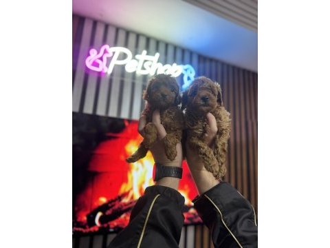 Toy poodle kendi köpeğimizin bebekleri uygun