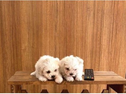 Teacup maltese bebeklerimiz 