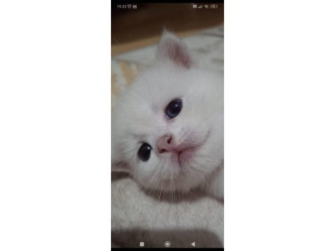 Yavru british shorthair 20 günlük kediler