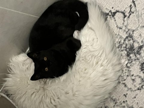 Siyah british shorthair yavru yeni yuvasını arıyor