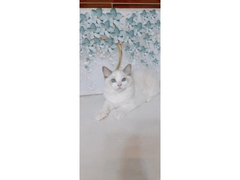 Şecereli anne ve babadan safkan ragdoll yavrular
