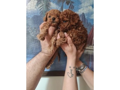 Toy poodle köpeğimiz ankara batıkent