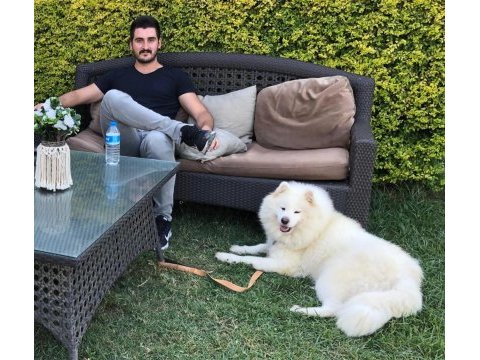 Kıf/fcı şecereli samoyed erkek yavru