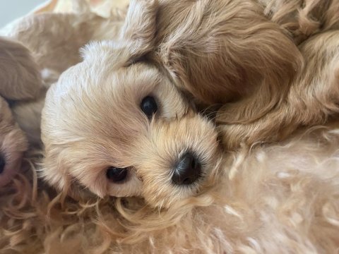 Toy poodle bebekleri