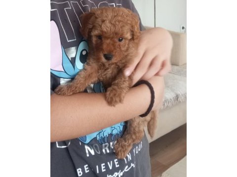 Yavru toy poodle