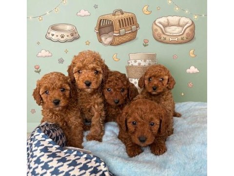 Safkan toy poodle yavrularımız