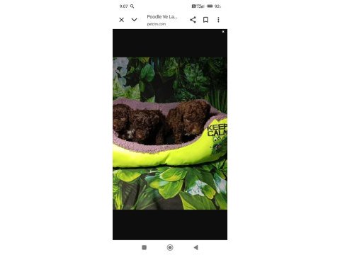 Irk ve sağlık garanti lagotto yavrularımız