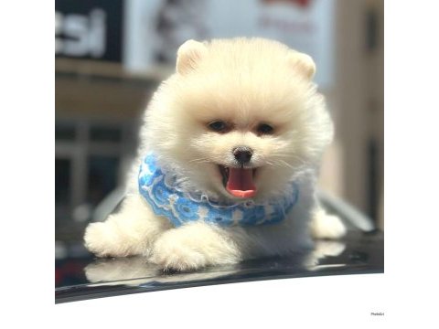Show kalite pomeranian boo yavrularımız
