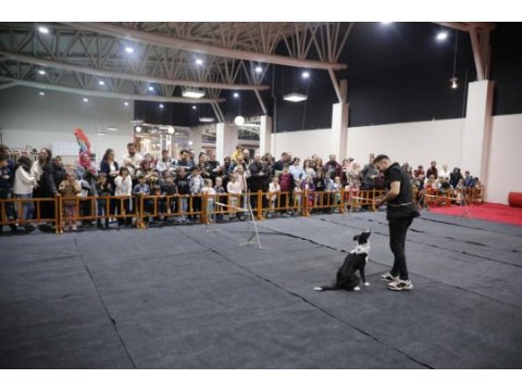 Frizbi dereceli anneden ve babadan border collie yavrular