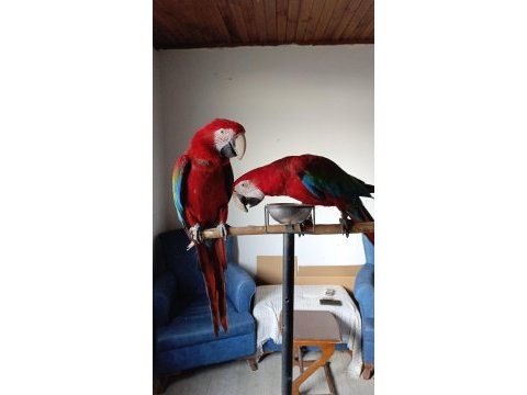Full evcil macawlarımız tüy yapmısı muzzam oyun hamuru