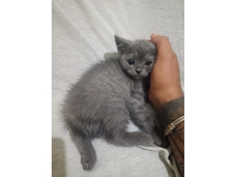 2 aylık bebek british shorthair kediler