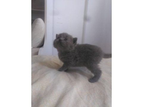 Rezerve açık yavrularımız british shorthair