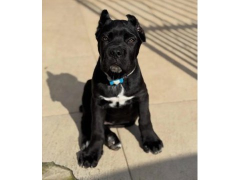 Cane corso bebekler sağlık ve ırk garantili teslim