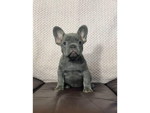 Secereli anne babadan ırk ve sağlık garantili french bulldog