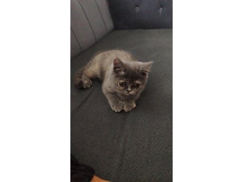 Evcil hayvanımı sahiplendirmek istiyorum