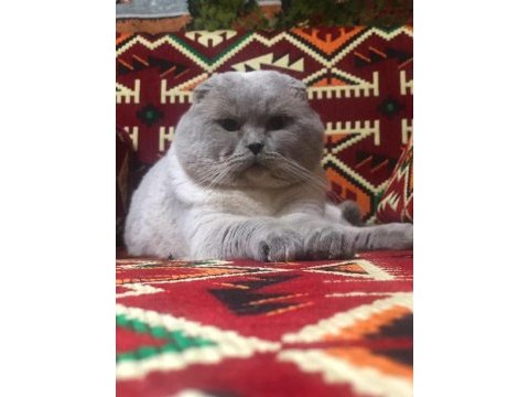 Scottish fold ve british shorthair yavrular