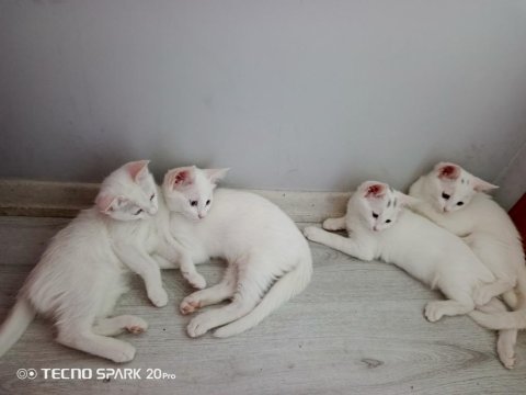 2 dişi ve 2 erkek kediler