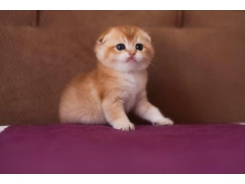 Golden rengine ny25 dişi scottish fold