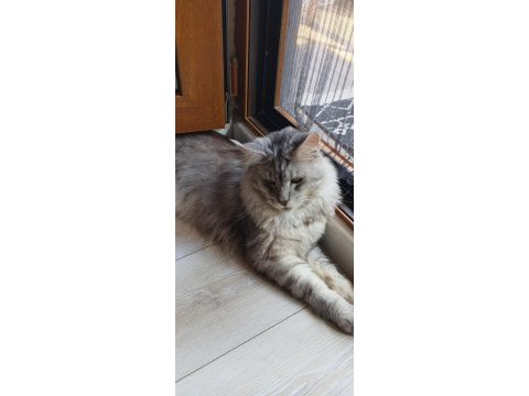 3xxxl 1 dişi ve 1 erkek eş takım maine coon