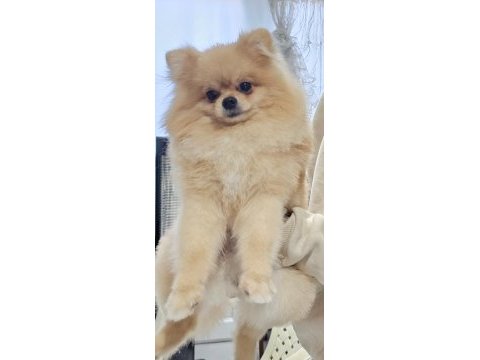 2 aylık erkek pomeranian boo