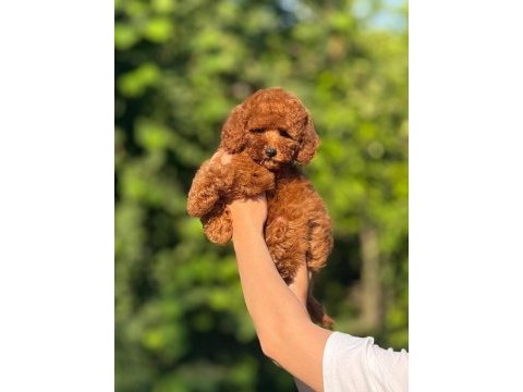 Aşılı çiş eğitimli teacup toy poodle bebekler 